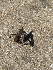 Leptoglossus corculus