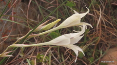 Gladiolus uitenhagensis