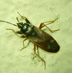 Eremocoris