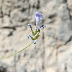 Lavandula subnuda