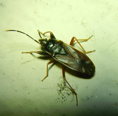 Eremocoris