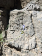 Lavandula subnuda