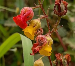 Hermannia althaeoides