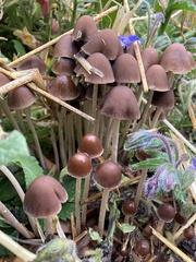 Psathyrella atrospora