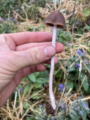 Psathyrella atrospora