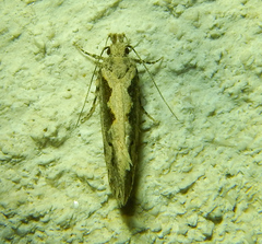 Ornativalva