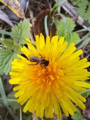 Andrena flavipes