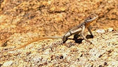 Chalarodon madagascariensis