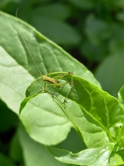Phaneroptera sparsa