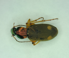 Chlaenius posticalis