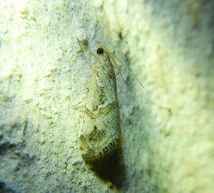 Euchromius cambridgei