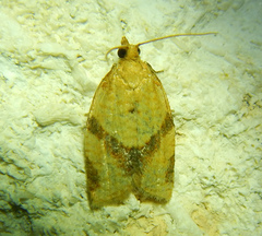 Clepsis consimilana