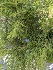 Juniperus seravschanica