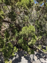 Juniperus seravschanica