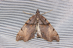 Chalastra pellurgata