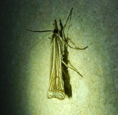 Ancylolomia