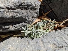 Helichrysum glumaceum
