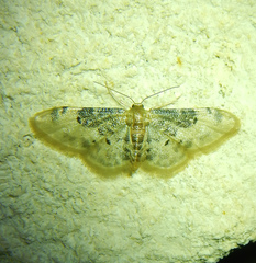 Idaea filicata