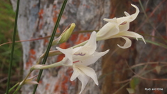 Gladiolus uitenhagensis
