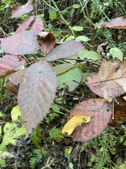Stigmella villosella