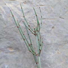 Ephedra pachyclada