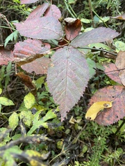 Stigmella villosella