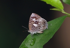 Arhopala birmana