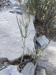 Ephedra pachyclada