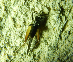 Trigonidium cicindeloides