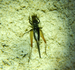 Trigonidium cicindeloides