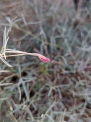 Dianthus crinitus