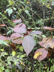 Stigmella villosella