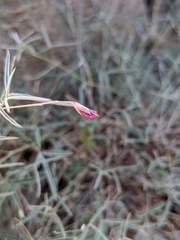 Dianthus crinitus