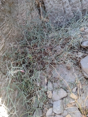 Dianthus crinitus