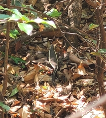 Zonosaurus laticaudatus