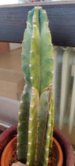 Trichocereus macrogonus peruvianus