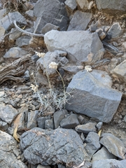 Helichrysum glumaceum