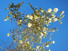 Lycium bridgesii