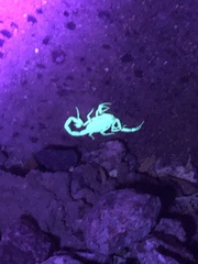 Centruroides sculpturatus