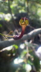 Ceropegia racemosa glabra