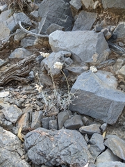 Helichrysum glumaceum