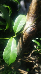 Ceropegia racemosa glabra