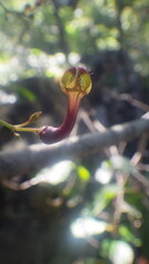 Ceropegia racemosa glabra