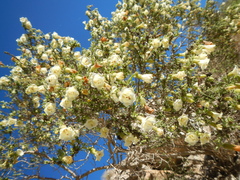 Lycium bridgesii