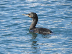 Leucocarbo chalconotus