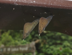 Eurema blanda