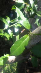Ceropegia racemosa glabra