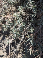 Astragalus fasciculifolius