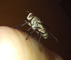 Iceliini