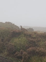 Lagopus lagopus scotica